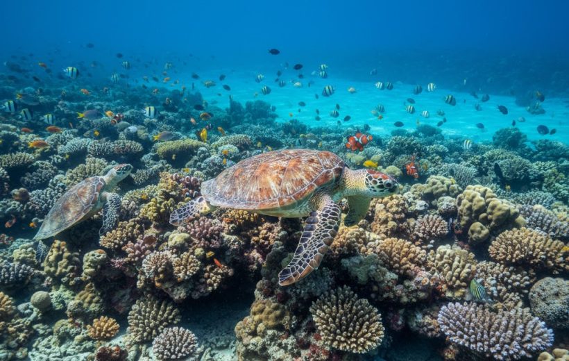Marsa Alam Coral Dreams